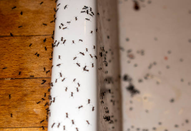 Best Pest Control for Businesses  in Salisbury, MD
