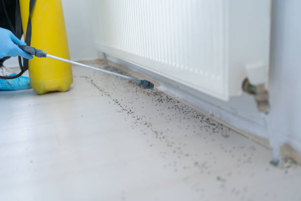 Reliable Salisbury, MD Pest Control Solutions